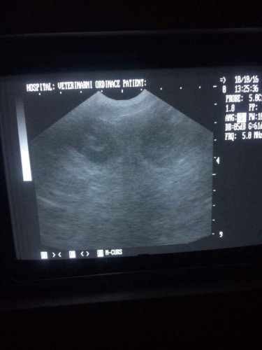 ultrazvuk.jpg
